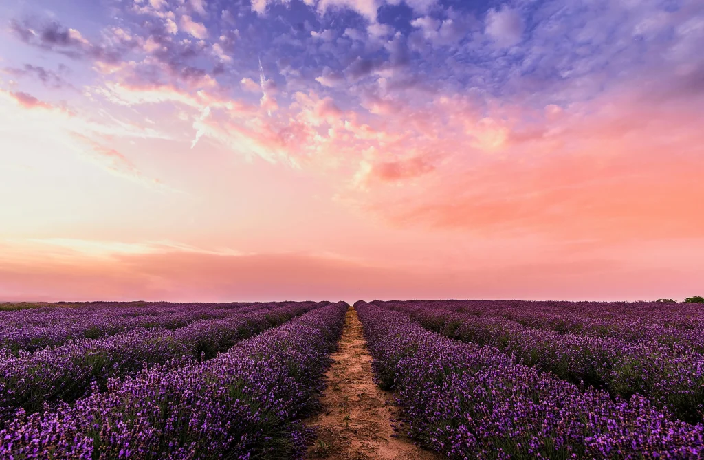 Lavender flower field in Provence, France
