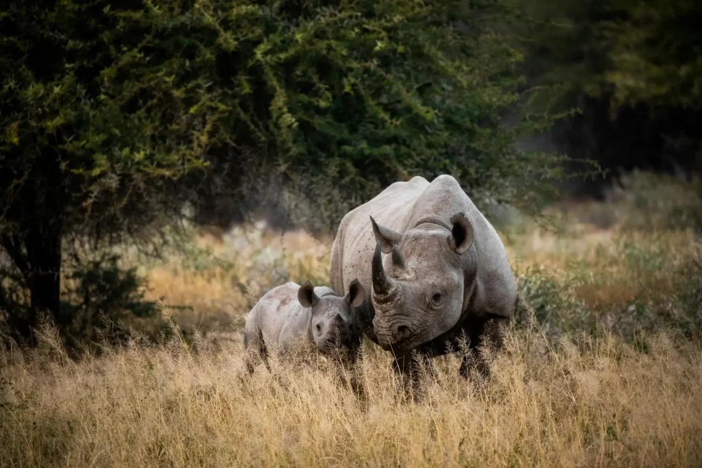 Kruger National Park, South Africa.
