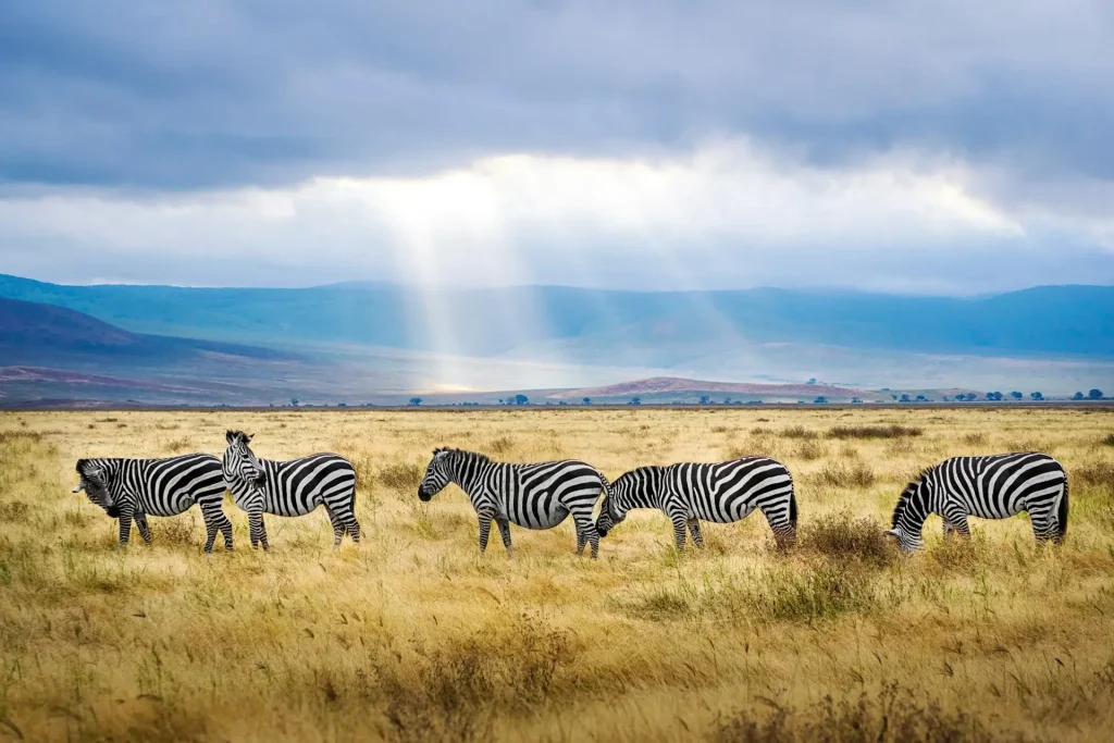 Serengeti National Park, Tanzania.