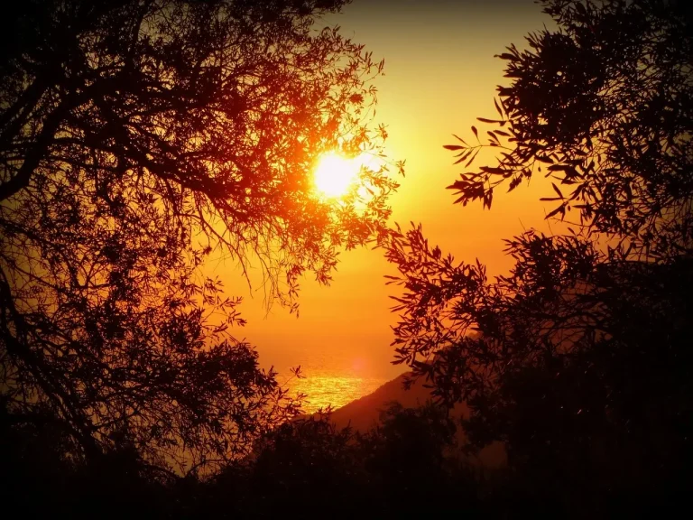 Vue du coucher de soleil sur l'océan avec des arbres en premier plan