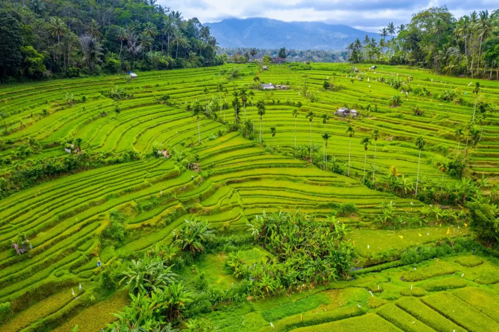 Rice terraces in Bali, Indonesia.