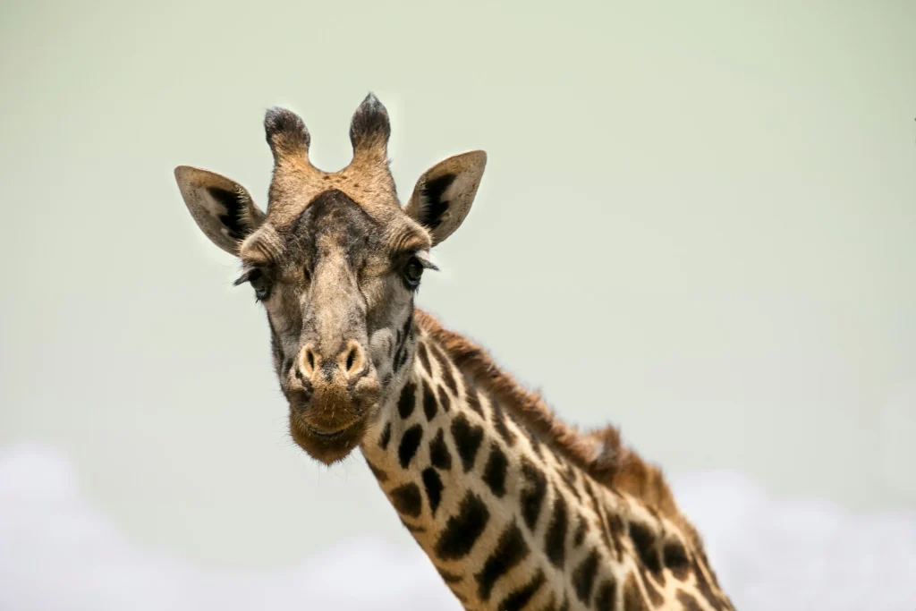 Safari in Africa