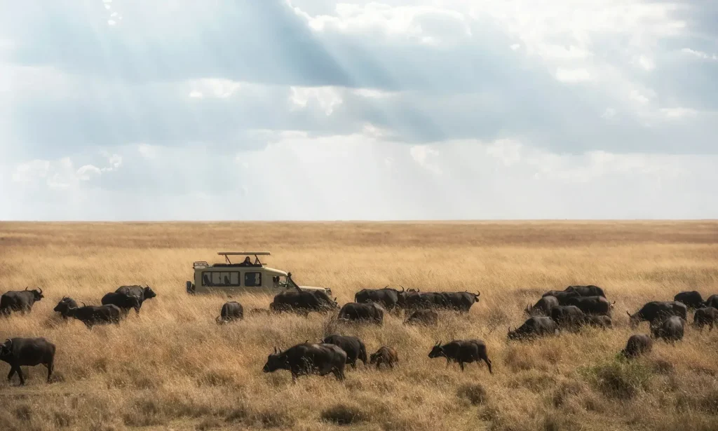 Personalized safari in Tanzania.