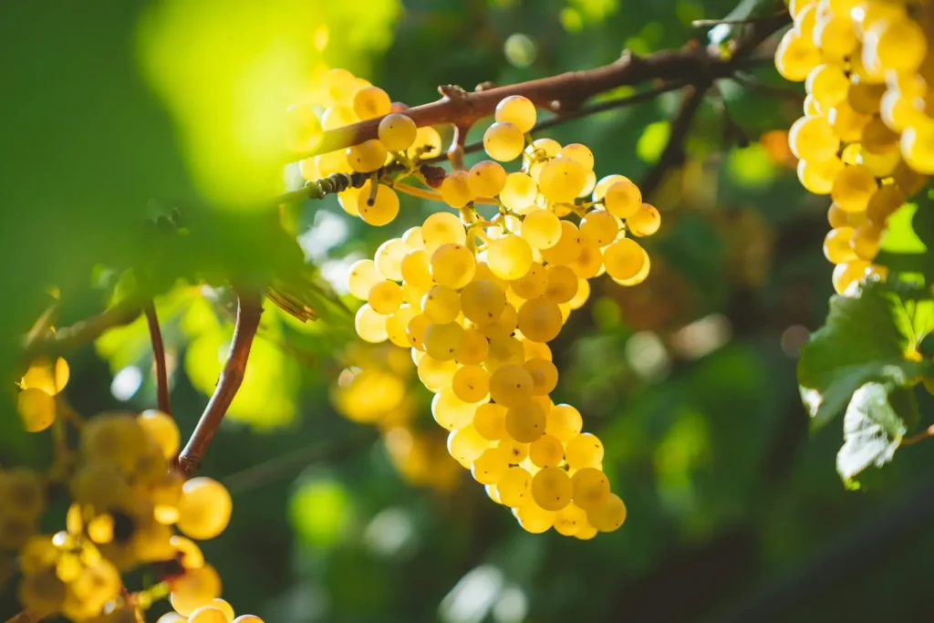 Yellow grapes in France.