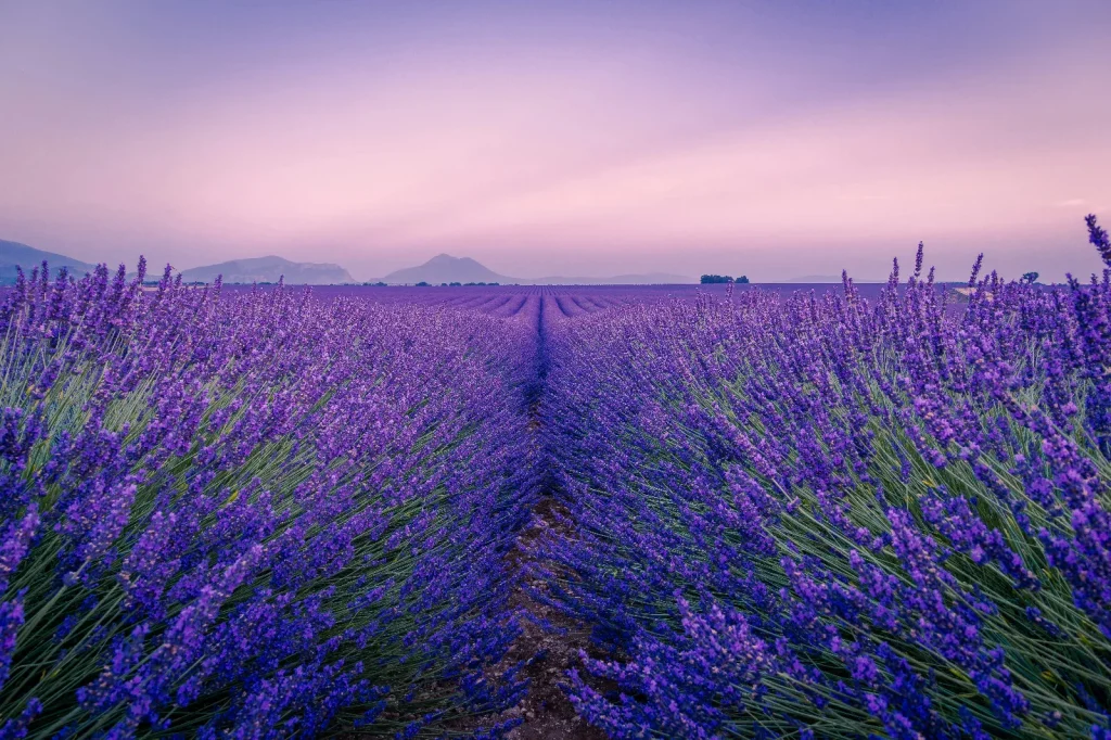 Colorful sunset over a lavender field in summer, aromatic purple flowers near Valensole in Provence, France