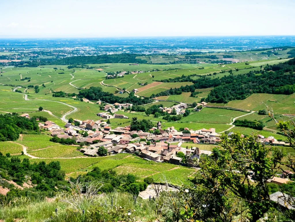 Vue aérienne d'un champ de verdure en plein jour