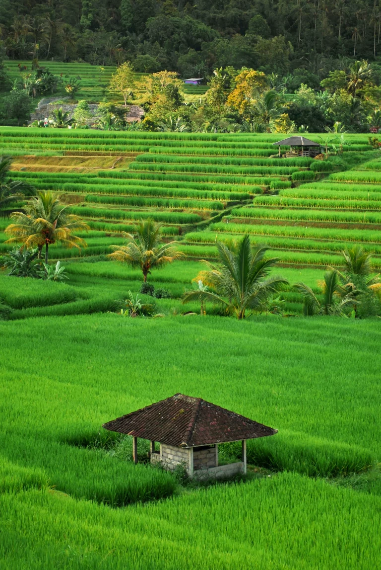 Vue aérienne d'une maison entourée d'un champ d'herbe