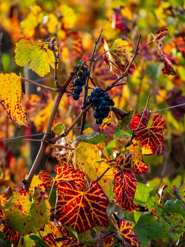 Fruits et grappes de raisin