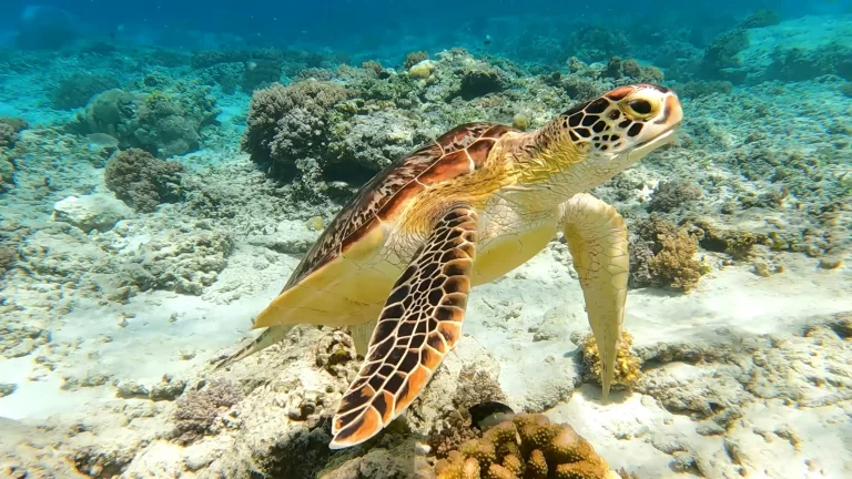 Sous la mer bleue