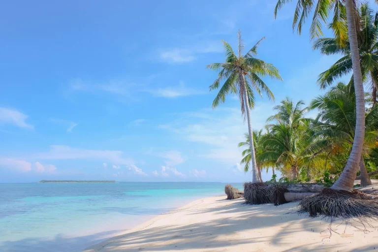 Plage tropicale avec des palmiers et une eau claire.