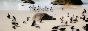 Read more about the article South Africa
