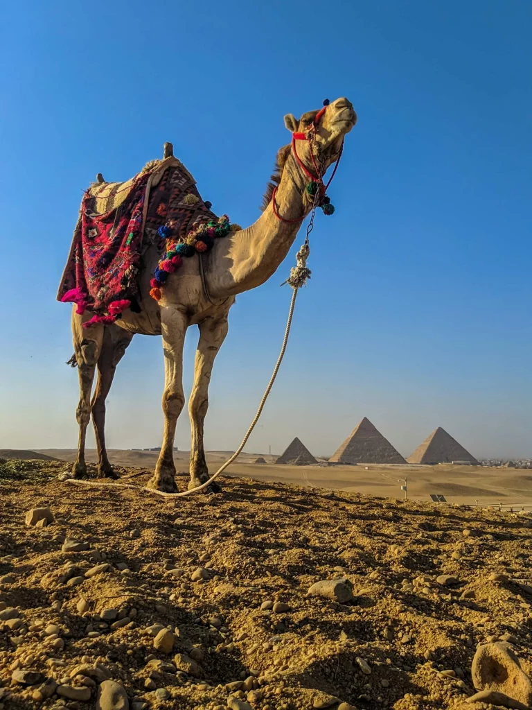 Pyramid Gardens, Al Haram, Egypt
