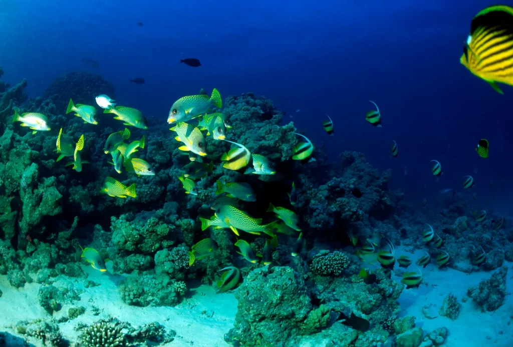 Nature et océan à Hurghada, Égypte