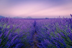 Read more about the article France provence